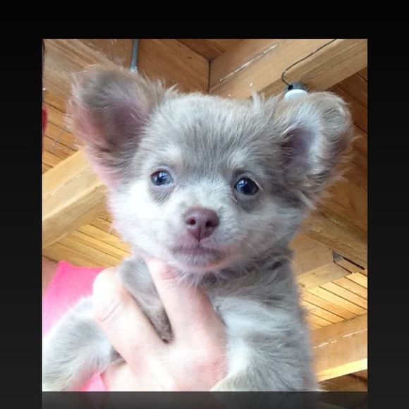 Meet your Posher, Nancy - Picture 1 of 1